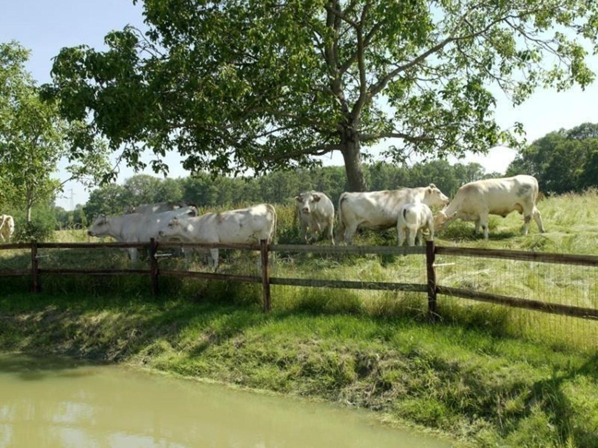 Gite Authentique Au Coeur Du Perche, 18Eme Siecle, Cheminee, Jardin Clos, Animaux Acceptes, Wifi Inclus. - Fr-1-497-49 Pervencheres Zewnętrze zdjęcie